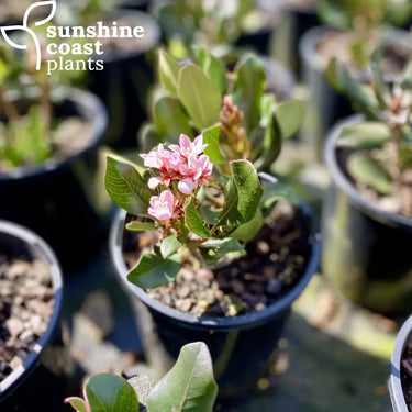 Rhaphiolepis ’Oriental Pink’ 200mm pot Plant
