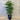 Rhapis Excelsa - Lady Palm 300mm pot Plant