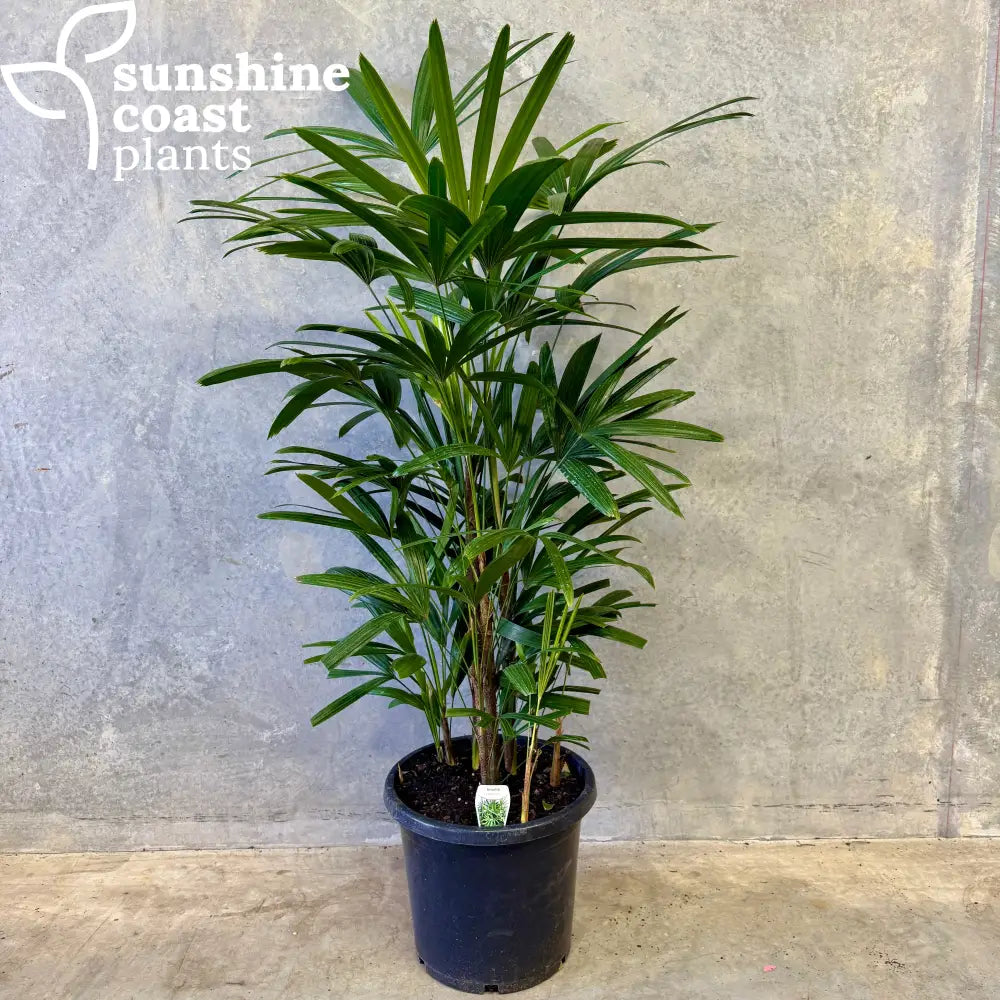 picture of lady palm plant Rhapis Excelsa - Lady Palm