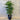 Rhapis Excelsa - Lady Palm 300mm pot Plant