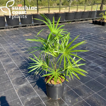 Schippia Concolor ’Silver Pimento’ 300mm pot Plant