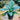 Spathiphyllum ’Blue Moon’ - Blue Moon Peace Lily 300mm pot Plant