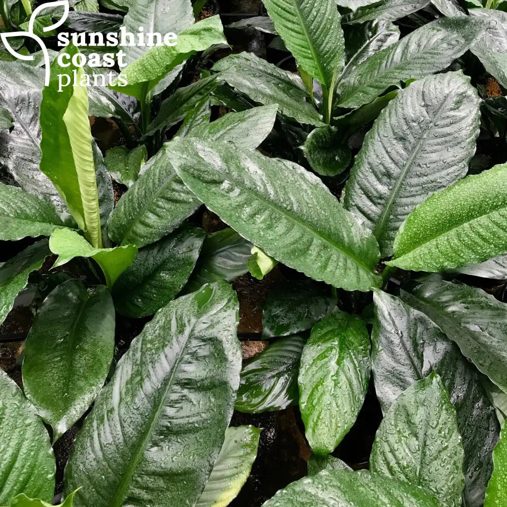 moonlight peace lily Spathiphyllum Blue Moon
