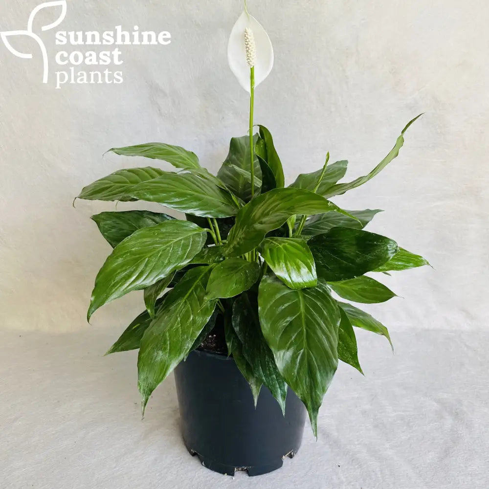 power petite peace lily Spathiphyllum Power Petite