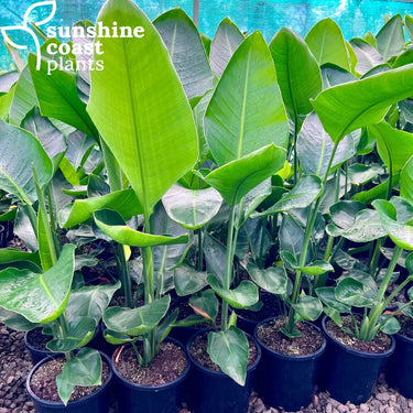 Strelitzia Nicolai - Giant White Bird of Paradise 200mm pot Plant