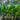 Strelitzia Nicolai - Giant White Bird of Paradise 400mm pot Plant