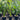 Strelitzia Reginae - Bird of Paradise 250mm pot Plant