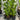 Strelitzia Reginae - Bird of Paradise Plant