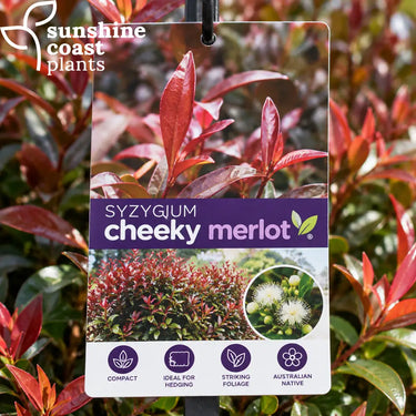 Syzygium smithii - Cheeky Merlot - 200mm pot - Plant