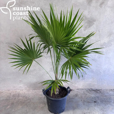 Thrinax radiata - 400mm pot