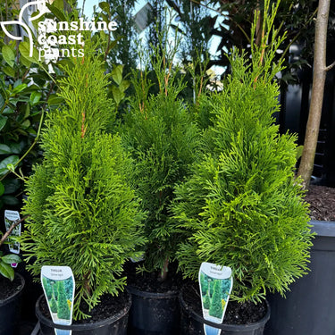 Thuja orientalis ’Smaragd’ - 140mm pot - Plant