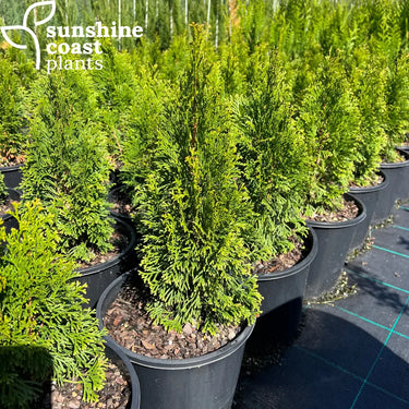 Thuja orientalis ’Smaragd’ 200mm pot Plant