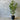 Tibouchina Alstonville - 300mm pot - Plant