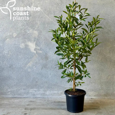 Tibouchina Alstonville - 300mm pot - Plant