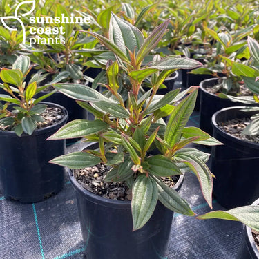Tibouchina Peace Baby 140mm pot Plant