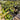 Trachleospermum Asiaticum Flat Mat™ 140mm pot Plant