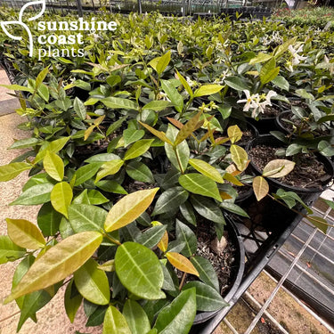 Trachleospermum Asiaticum Flat Mat™ 140mm pot Plant