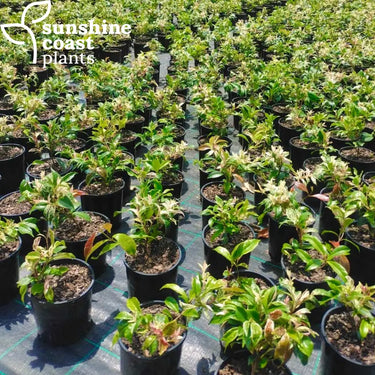 Trachleospermum jasmenoides Tri Colour - Tri Color Jasmine 140mm pot Plant