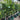 Tristaniopsis Luscious - Luscious Water Gum 45Ltr bag