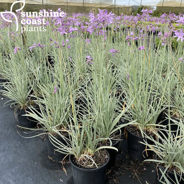 Tulbaghia Violacea - Society Garlic 140mm Plant