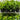 Viburnum Emerald Lustre 200mm pot Plant