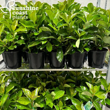Viburnum Emerald Lustre 200mm pot Plant