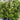 Viburnum Emerald Lustre 300mm pot/20Ltr bag Plant