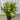 Viburnum Emerald Lustre Plant