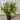 Viburnum Emerald Lustre Plant