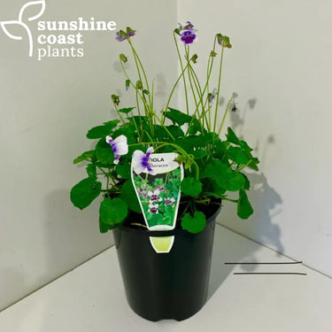 Viola Hederacea - ‘Native Violet’ 140mm pot Plant