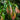Waterhousea floribunda leaf