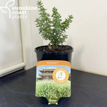 Westringia "Grey Box" 140mm pot