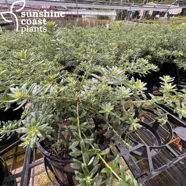 Westringia ‘Zena’ 140mm pot