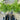 Wodyetia Bifurcata - Foxtail Palm 400mm pot - 1.5m tall Plant