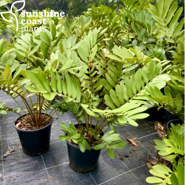 Zamia Furfuracea 250mm pot