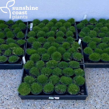 Zoysia tenufolia - No Mow Grass 100mm pot