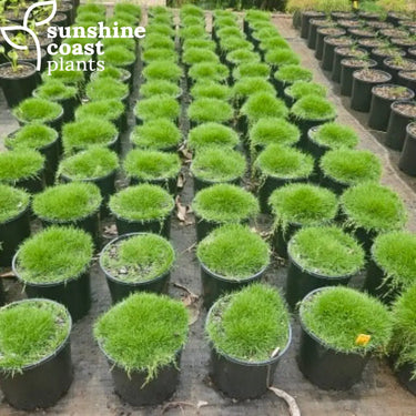Zoysia tenufolia - No Mow Grass 200mm pot