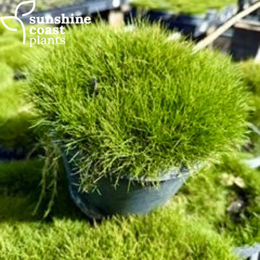 Zoysia tenufolia 200mm pot