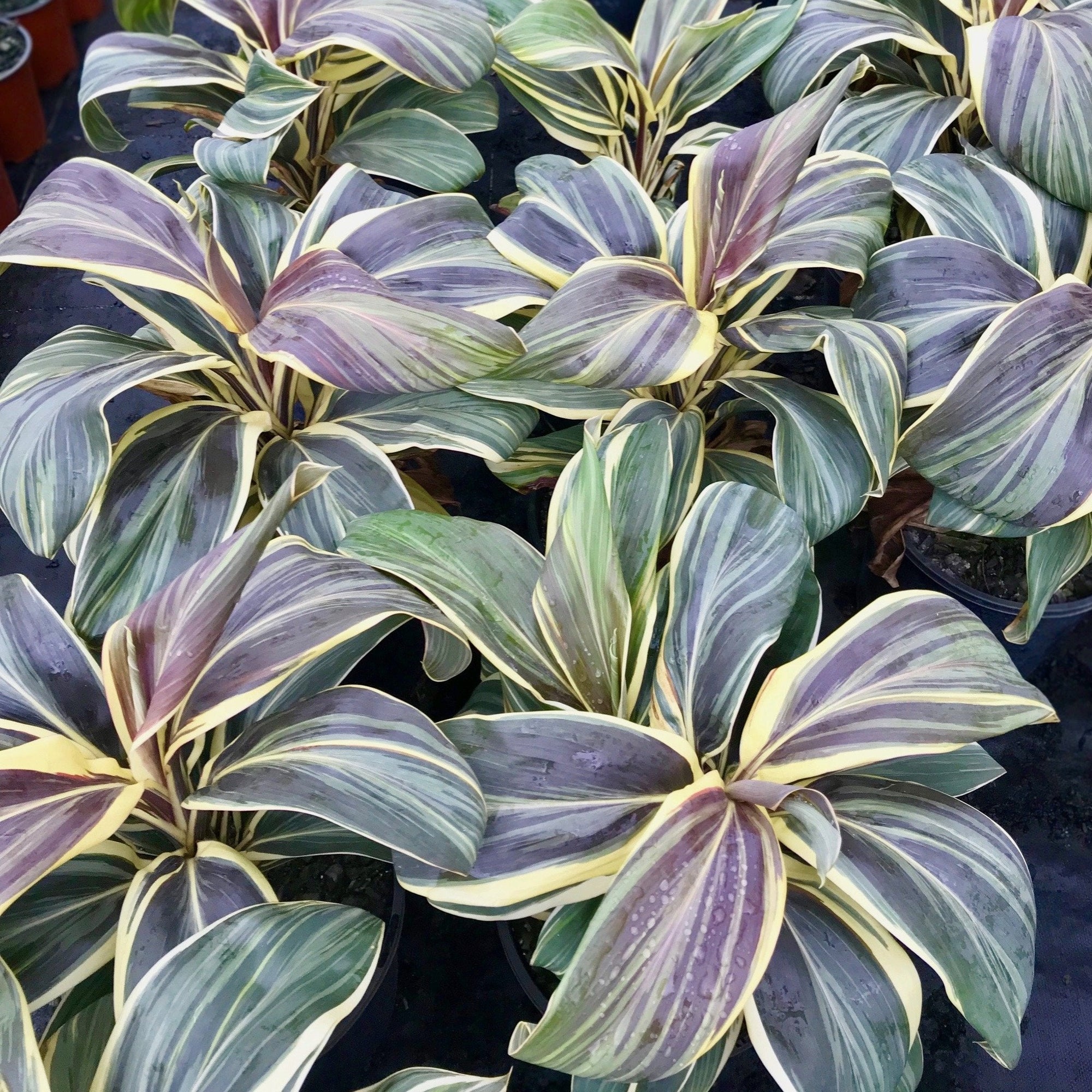 Cream and chocolate variegated foliage plant suited to tropical gardens and indoor planting