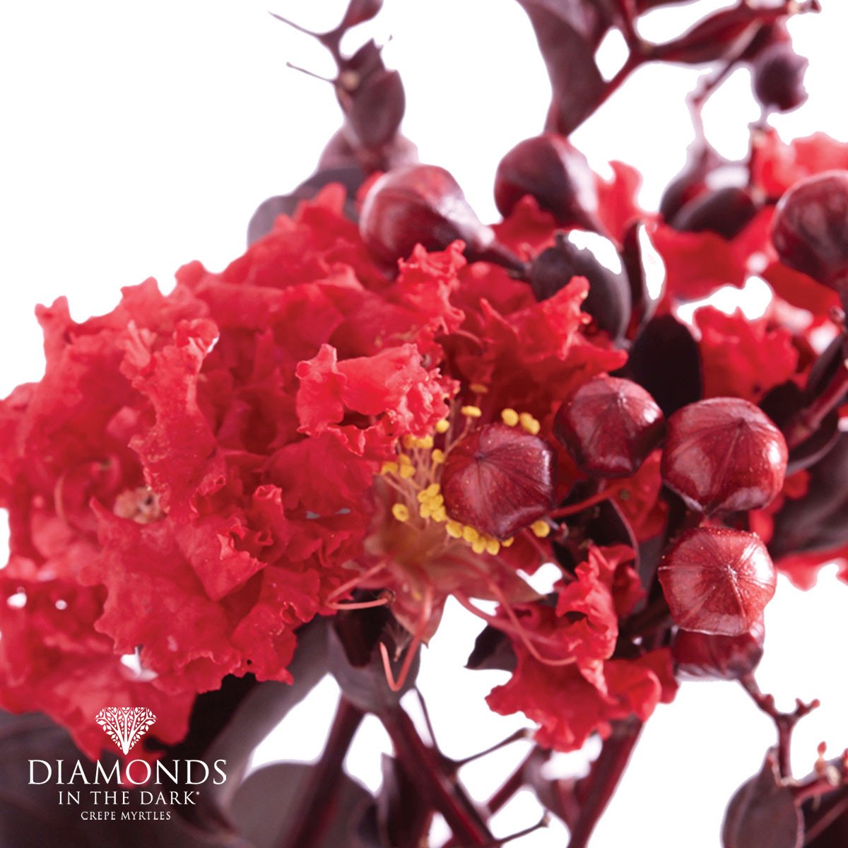 Crepe Myrtle with stunning near-black foliage crowned with masses of crimson-red flowers