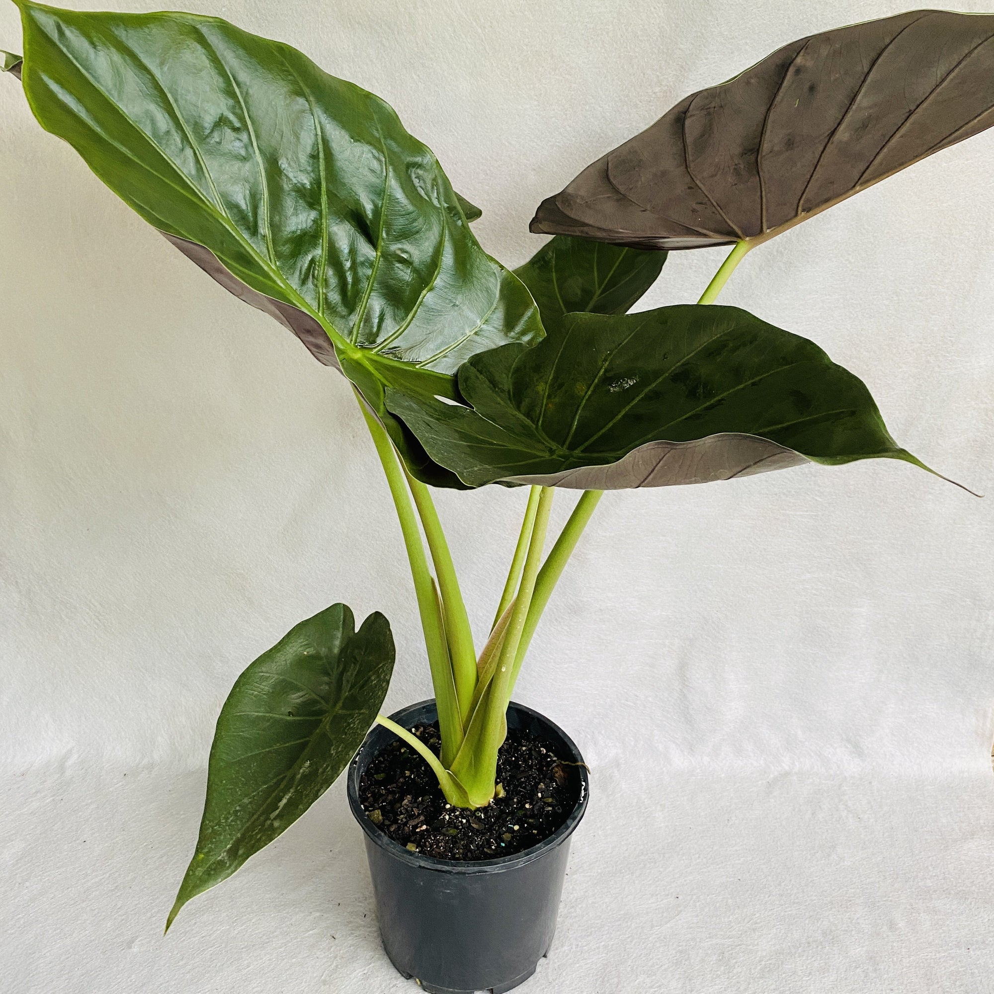 Alocasia Wentii is an evergreen perennial with large green leaves with metallic purple undersides.