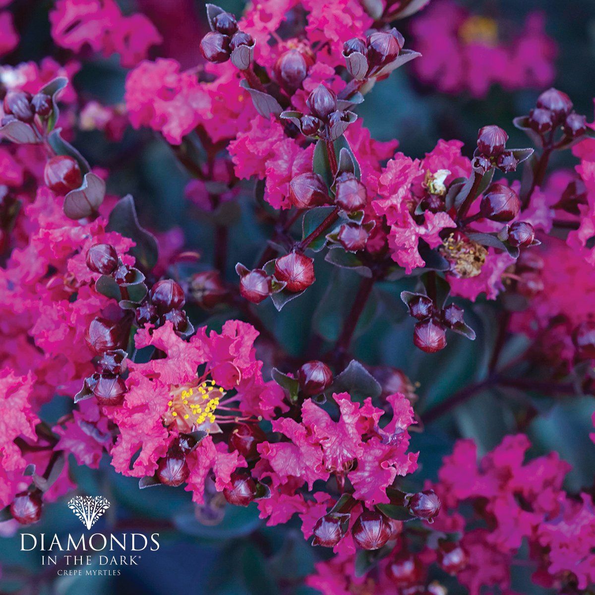 Lagerstroemia Diamonds in the Dark® 'Mystic Magenta'  has very dark, almost black foliage. Magenta pink flowers.