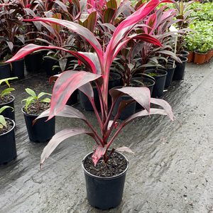 Neat, small, this tropical cordyline makes a statement in mixed borders and patio containers