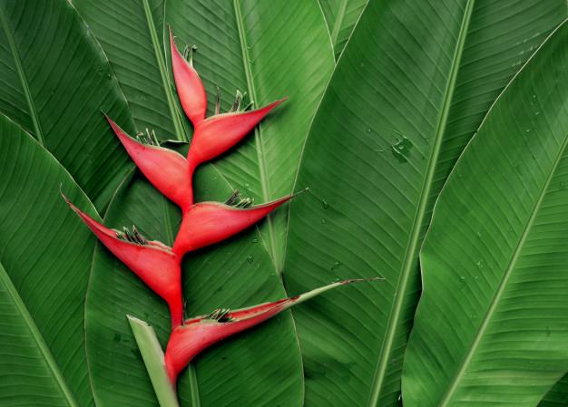 Heliconia: How to Grow and Care for Heliconias Indoors