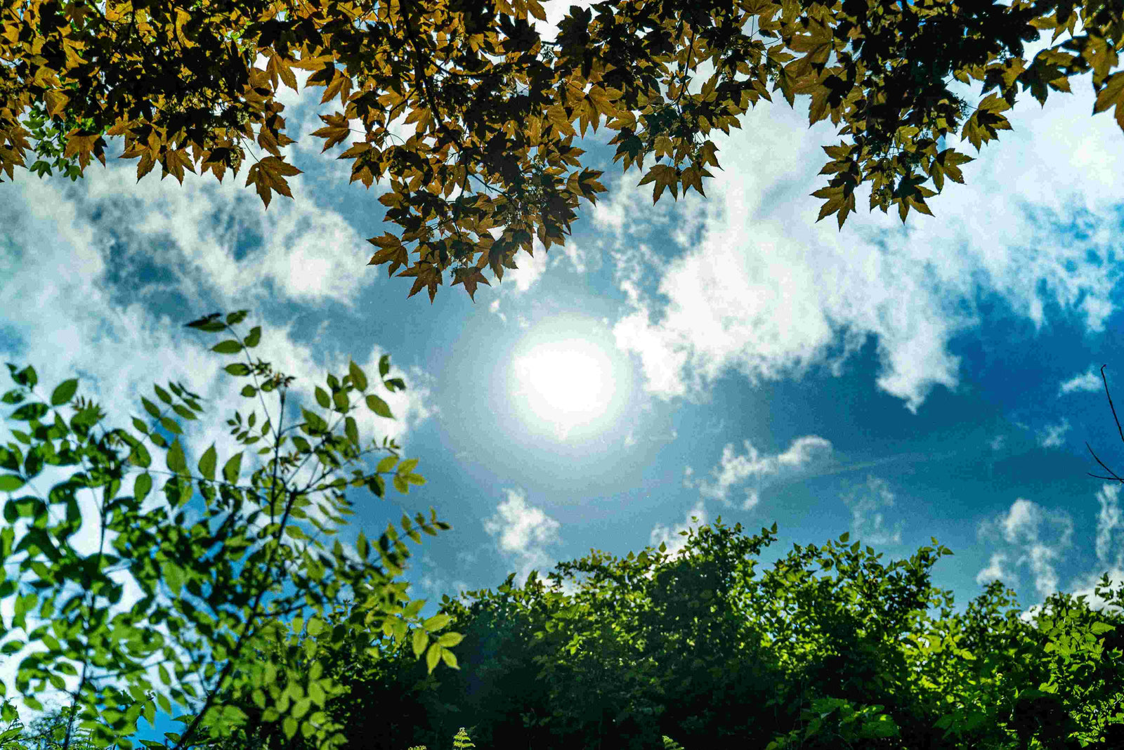 Gardening and Sunlight: How Light Can Affect Your Garden