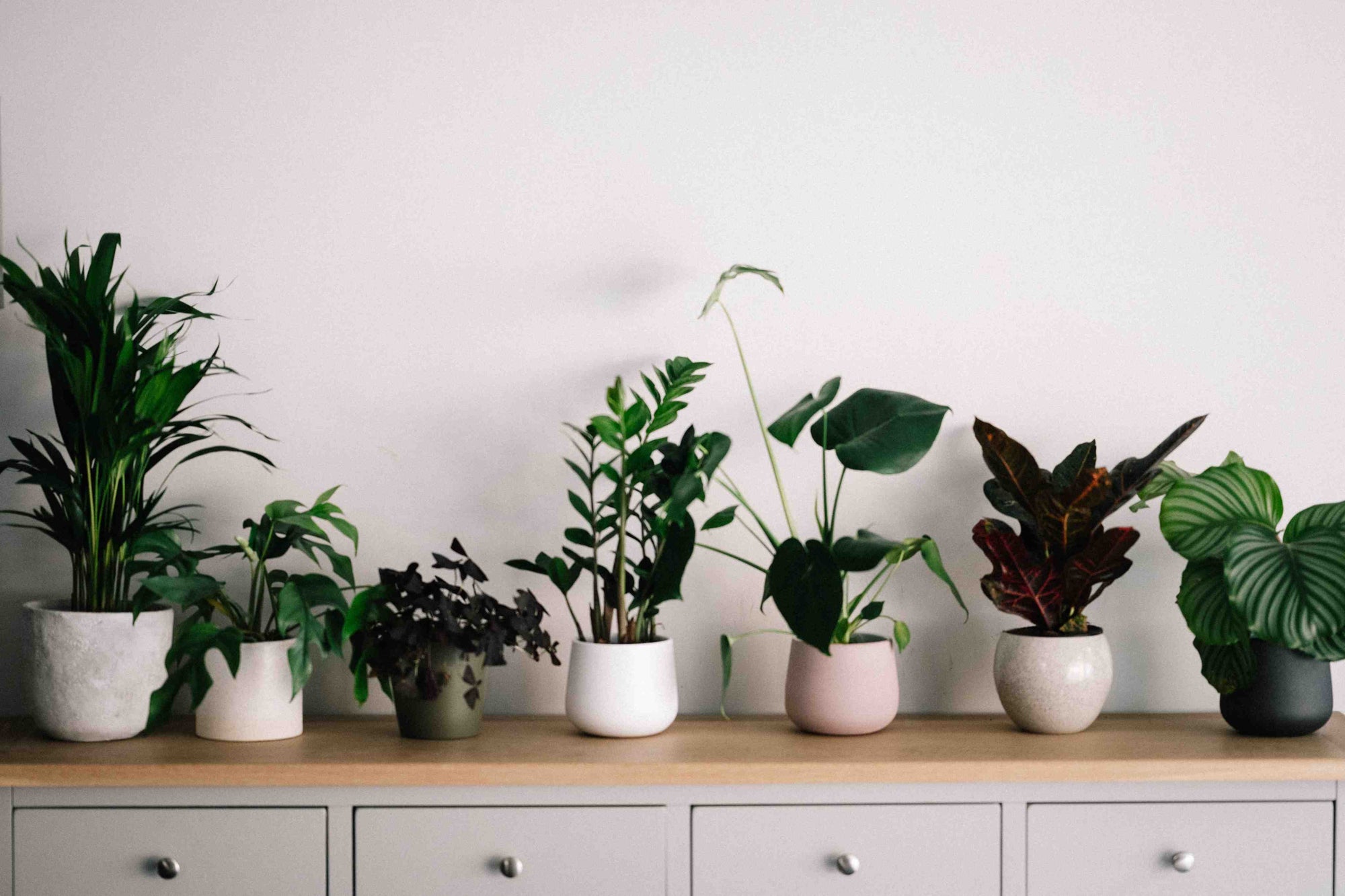 A row of indoor plants in white pots sitting on a side table with drawers