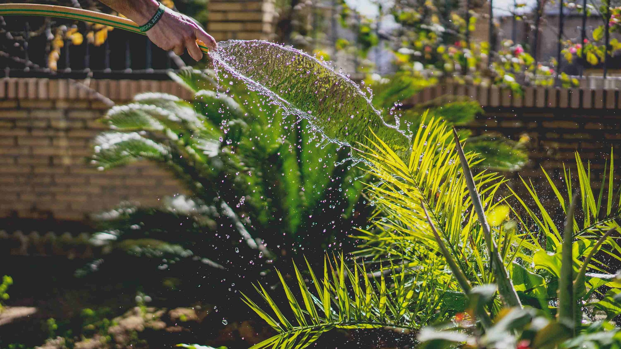 Part of someone's hand holding a hose watering a garden with palm fronds showing