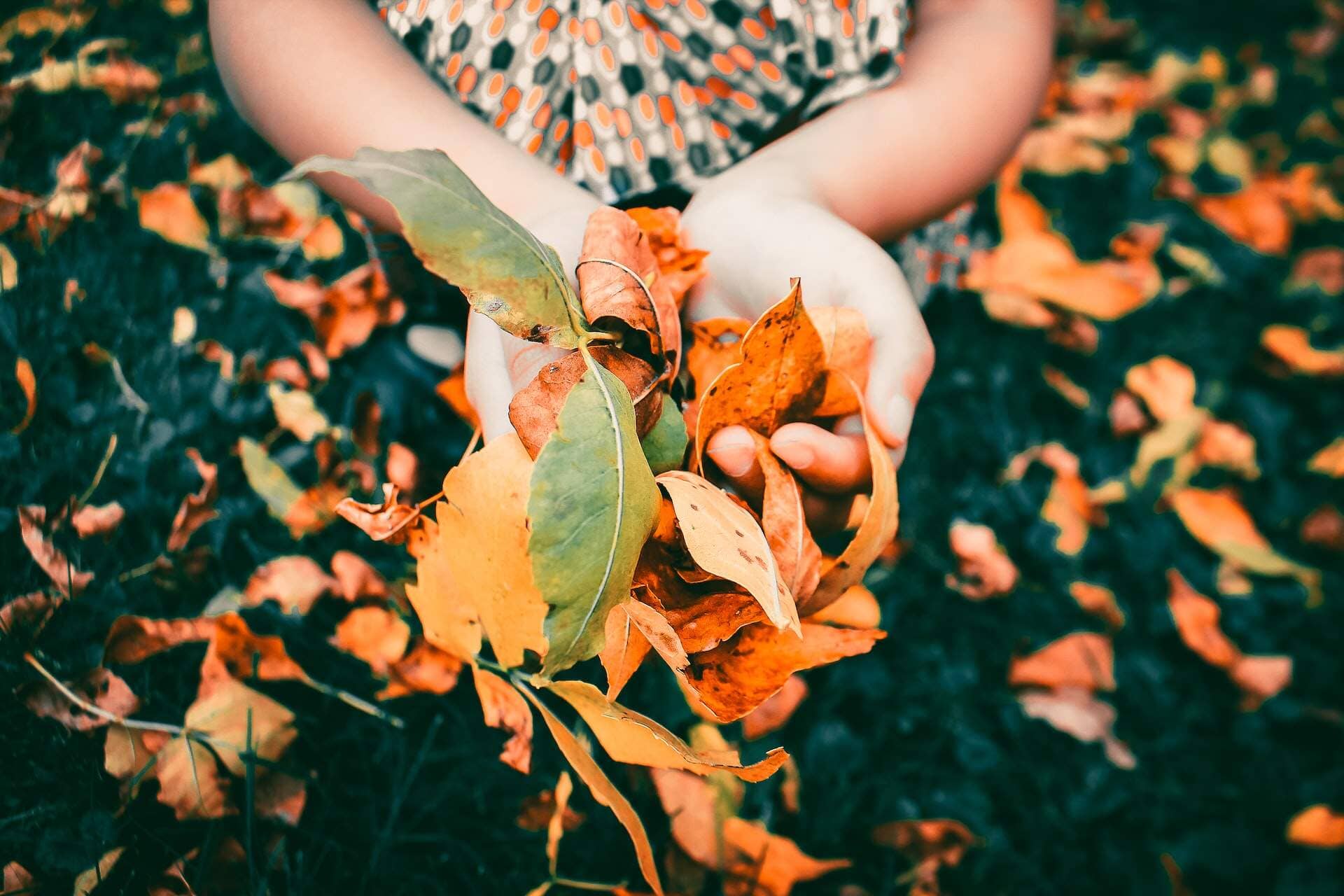 7 Autumn Gardening Tips to Help your Garden Thrive and Prepare it for Winter
