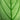 All Plants