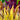Cordylines